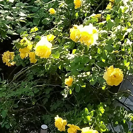 Apartment Rose's Garden - Zona Tranquilla - Vicino Torino Pino Torinese