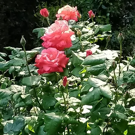 Apartamento Rose's Garden - Zona Tranquilla - Vicino Torino Pino Torinese